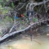 Carp Academy Sensor merev karos swinger kapásjelző - Sárga